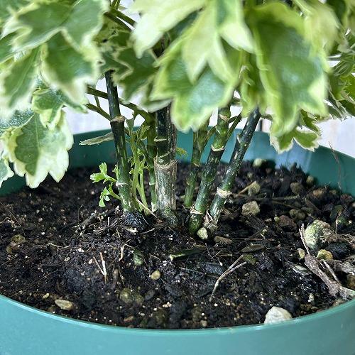 観葉植物　斑入りポリシャス ホイップツリー 4号スリット鉢(個体おまかせ1鉢)　インテリアグリーン 室内園芸 おしゃれ 可愛い かわいい |  | 04