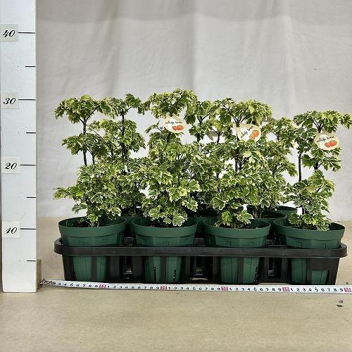 観葉植物　斑入りポリシャス ホイップツリー 4号スリット鉢(個体おまかせ1鉢)　インテリアグリーン 室内園芸 おしゃれ 可愛い かわいい |  | 05