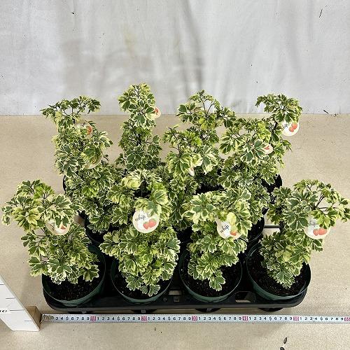 観葉植物　斑入りポリシャス ホイップツリー 4号スリット鉢(個体おまかせ1鉢)　インテリアグリーン 室内園芸 おしゃれ 可愛い かわいい |  | 06