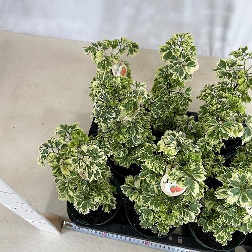 観葉植物　斑入りポリシャス ホイップツリー 4号スリット鉢(個体おまかせ1鉢)　インテリアグリーン 室内園芸 おしゃれ 可愛い かわいい |  | 07