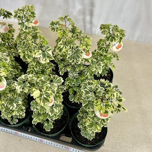 観葉植物　斑入りポリシャス ホイップツリー 4号スリット鉢(個体おまかせ1鉢)　インテリアグリーン 室内園芸 おしゃれ 可愛い かわいい |  | 08