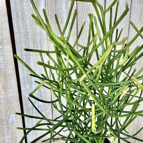観葉植物 ミルクブッシュ(ユ−フォルビア ティルカリ) 3.5号(個体