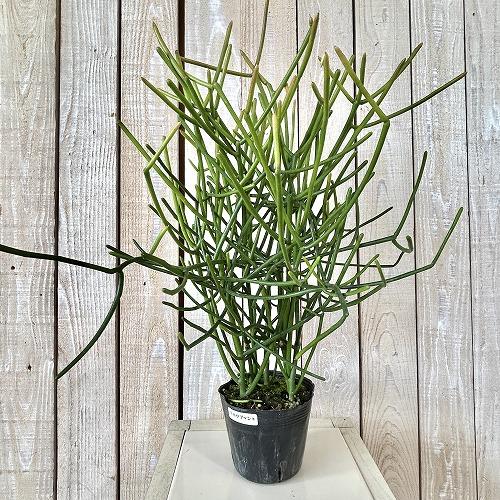 観葉植物 ミルクブッシュ(ユ−フォルビア ティルカリ) 3.5号(個体 