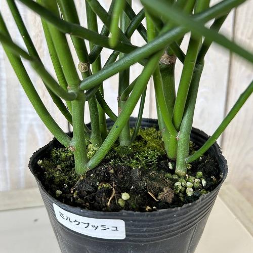 観葉植物 ミルクブッシュ(ユ−フォルビア ティルカリ) 3.5号(個体 