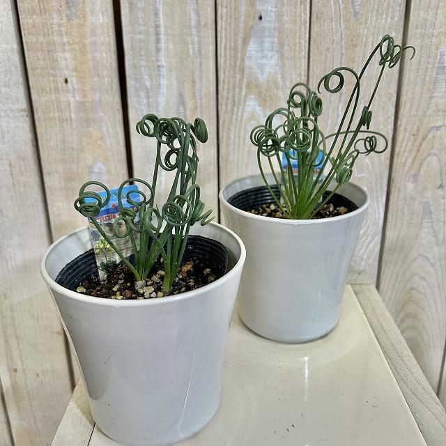 観葉植物　アルブカ スピラリス フリズルシズル 4号鉢(個体おまかせ1鉢)　インテリアグリーン 室内園芸 おしゃれ 可愛い かわいい |  | 01