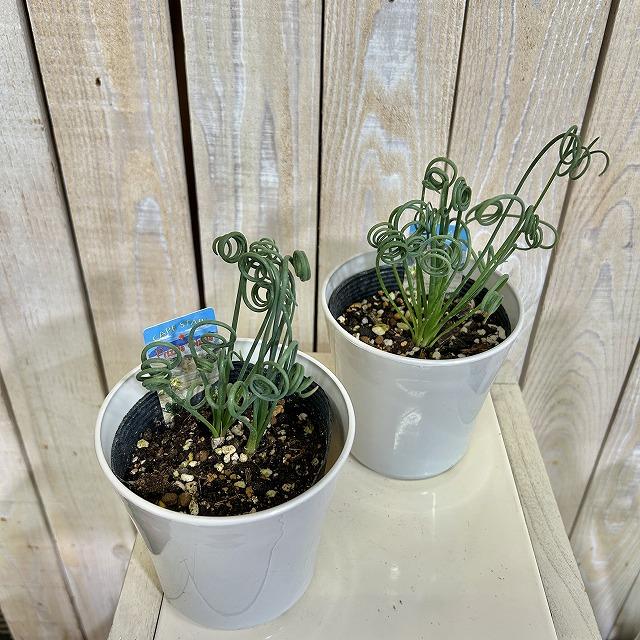 観葉植物　アルブカ スピラリス フリズルシズル 4号鉢(個体おまかせ1鉢)　インテリアグリーン 室内園芸 おしゃれ 可愛い かわいい |  | 02