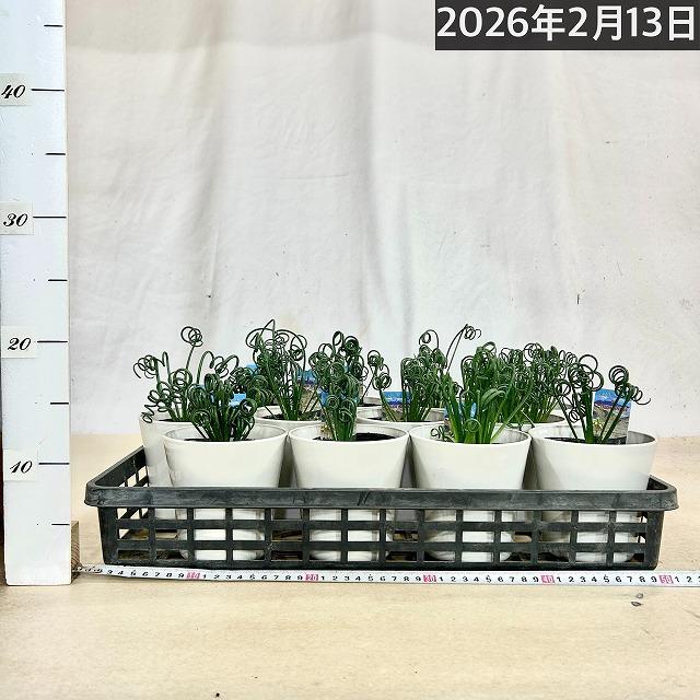 観葉植物　アルブカ スピラリス フリズルシズル 4号鉢(個体おまかせ1鉢)　インテリアグリーン 室内園芸 おしゃれ 可愛い かわいい |  | 04