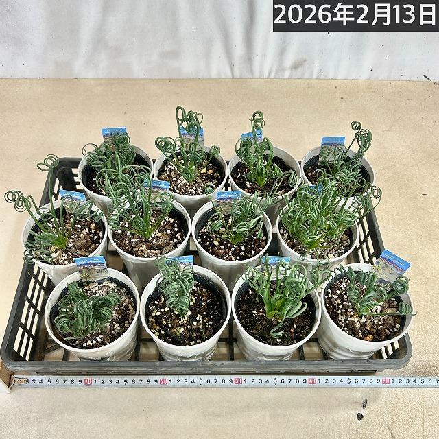 観葉植物　アルブカ スピラリス フリズルシズル 4号鉢(個体おまかせ1鉢)　インテリアグリーン 室内園芸 おしゃれ 可愛い かわいい |  | 05