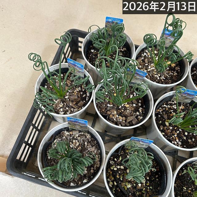 観葉植物　アルブカ スピラリス フリズルシズル 4号鉢(個体おまかせ1鉢)　インテリアグリーン 室内園芸 おしゃれ 可愛い かわいい |  | 06