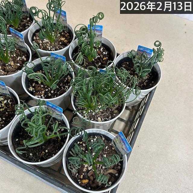 観葉植物　アルブカ スピラリス フリズルシズル 4号鉢(個体おまかせ1鉢)　インテリアグリーン 室内園芸 おしゃれ 可愛い かわいい |  | 07