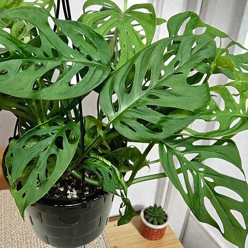 おすすめ　モンステラ オブリクア エクスピラータ 5号吊り鉢(個体おまかせ1鉢)　インテリアグリーン 室内園芸 おしゃれ 可愛い かわいい | 