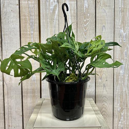 おすすめ　モンステラ オブリクア エクスピラータ 5号吊り鉢(個体おまかせ1鉢)　インテリアグリーン 室内園芸 おしゃれ 可愛い かわいい |  | 01