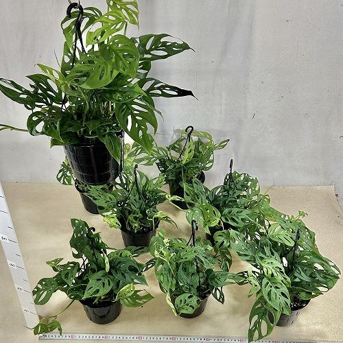 おすすめ　モンステラ オブリクア エクスピラータ 5号吊り鉢(個体おまかせ1鉢)　インテリアグリーン 室内園芸 おしゃれ 可愛い かわいい |  | 06