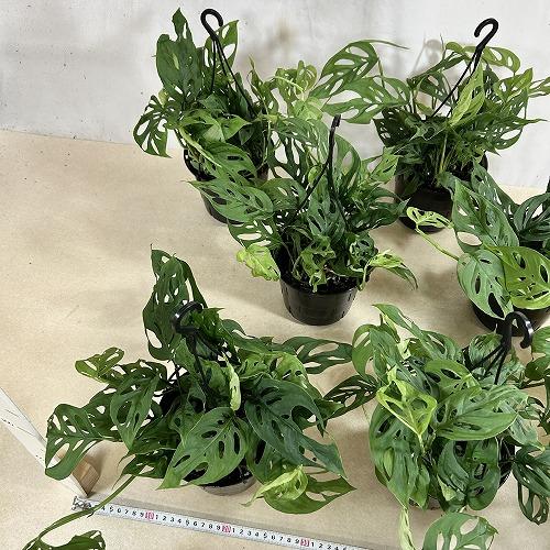 おすすめ　モンステラ オブリクア エクスピラータ 5号吊り鉢(個体おまかせ1鉢)　インテリアグリーン 室内園芸 おしゃれ 可愛い かわいい |  | 07