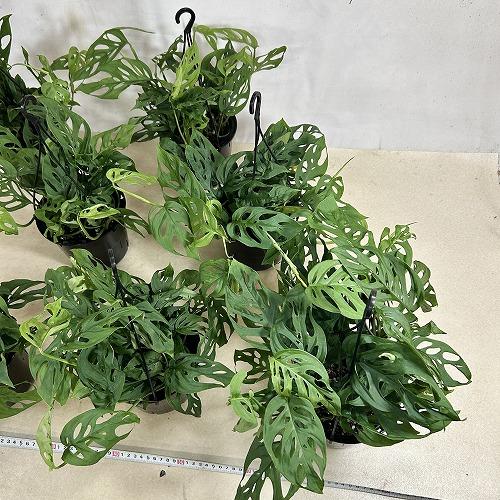 おすすめ　モンステラ オブリクア エクスピラータ 5号吊り鉢(個体おまかせ1鉢)　インテリアグリーン 室内園芸 おしゃれ 可愛い かわいい |  | 08