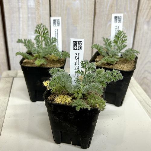 塊根植物　ペラルゴニウム アッペンディクラツム 2.5号(個体おまかせ1鉢)　インテリアグリーン 室内園芸 おしゃれ 可愛い かわいい |  | 01