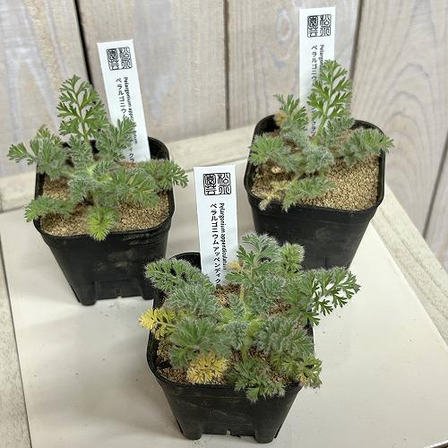 塊根植物　ペラルゴニウム アッペンディクラツム 2.5号(個体おまかせ1鉢)　インテリアグリーン 室内園芸 おしゃれ 可愛い かわいい |  | 02