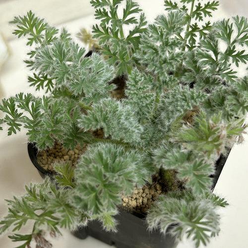塊根植物　ペラルゴニウム アッペンディクラツム 2.5号(個体おまかせ1鉢)　インテリアグリーン 室内園芸 おしゃれ 可愛い かわいい |  | 03