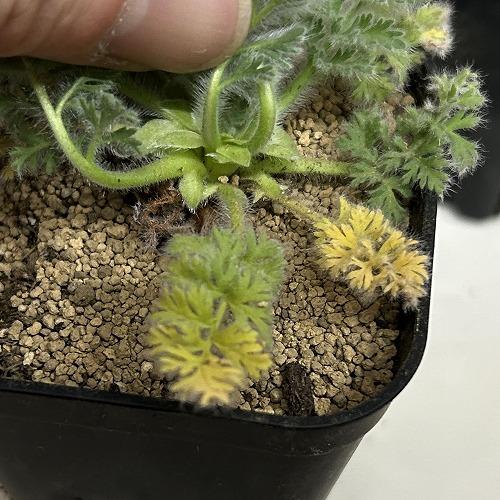 塊根植物　ペラルゴニウム アッペンディクラツム 2.5号(個体おまかせ1鉢)　インテリアグリーン 室内園芸 おしゃれ 可愛い かわいい |  | 04