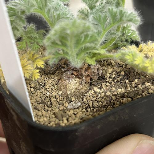 塊根植物　ペラルゴニウム アッペンディクラツム 2.5号(個体おまかせ1鉢)　インテリアグリーン 室内園芸 おしゃれ 可愛い かわいい |  | 05