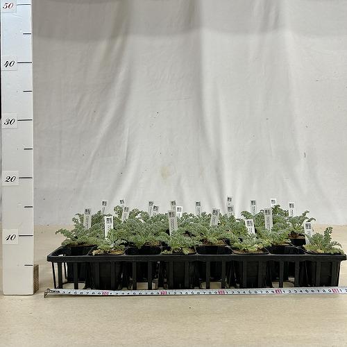 塊根植物　ペラルゴニウム アッペンディクラツム 2.5号(個体おまかせ1鉢)　インテリアグリーン 室内園芸 おしゃれ 可愛い かわいい |  | 06
