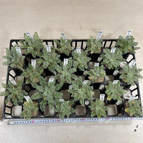 塊根植物　ペラルゴニウム アッペンディクラツム 2.5号(個体おまかせ1鉢)　インテリアグリーン 室内園芸 おしゃれ 可愛い かわいい |  | 07