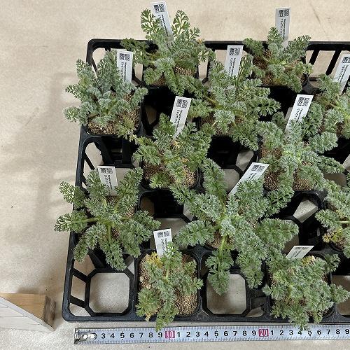塊根植物　ペラルゴニウム アッペンディクラツム 2.5号(個体おまかせ1鉢)　インテリアグリーン 室内園芸 おしゃれ 可愛い かわいい |  | 08