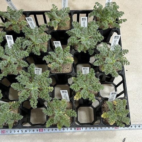 塊根植物　ペラルゴニウム アッペンディクラツム 2.5号(個体おまかせ1鉢)　インテリアグリーン 室内園芸 おしゃれ 可愛い かわいい |  | 09