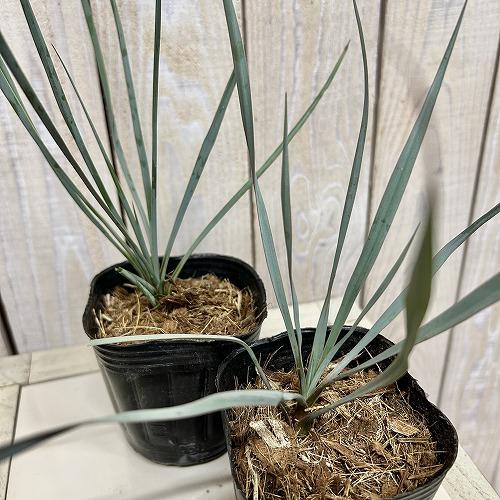 庭木苗　ユッカ ロストラータ 3号ポット(個体おまかせ1鉢)　インテリアグリーン 室内園芸 おしゃれ 可愛い かわいい |  | 01