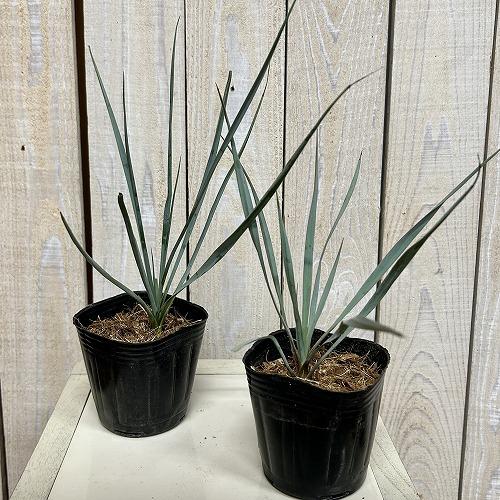 庭木苗　ユッカ ロストラータ 3号ポット(個体おまかせ1鉢)　インテリアグリーン 室内園芸 おしゃれ 可愛い かわいい |  | 02