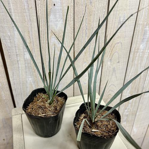 庭木苗　ユッカ ロストラータ 3号ポット(個体おまかせ1鉢)　インテリアグリーン 室内園芸 おしゃれ 可愛い かわいい |  | 03
