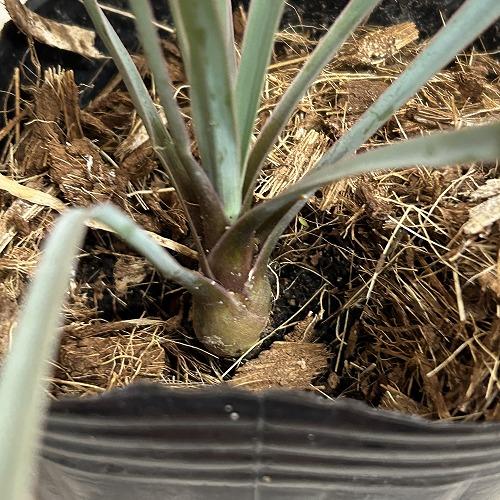 庭木苗　ユッカ ロストラータ 3号ポット(個体おまかせ1鉢)　インテリアグリーン 室内園芸 おしゃれ 可愛い かわいい |  | 04