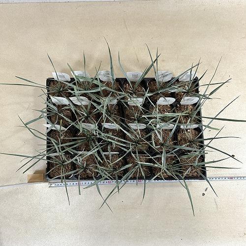 庭木苗　ユッカ ロストラータ 3号ポット(個体おまかせ1鉢)　インテリアグリーン 室内園芸 おしゃれ 可愛い かわいい |  | 06