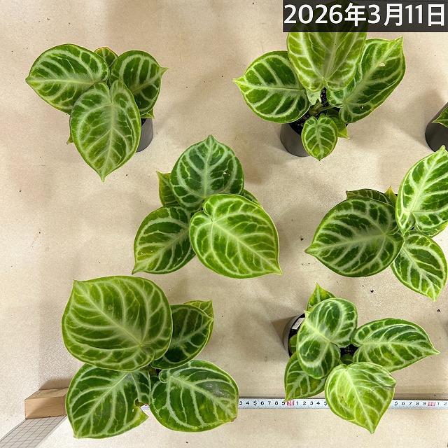 訳あり】アンスリウム クリスタリナム ドラヤキ 3号硬質ポット(個体