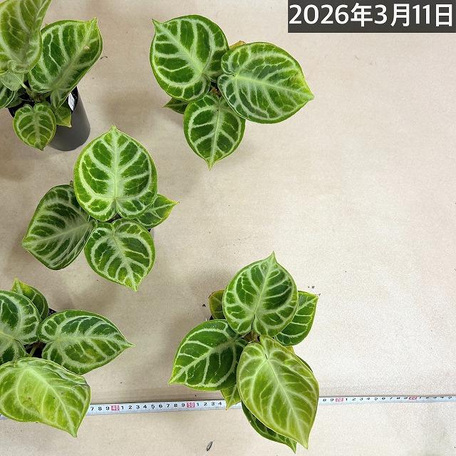 訳あり】アンスリウム クリスタリナム ドラヤキ 3号硬質ポット(個体