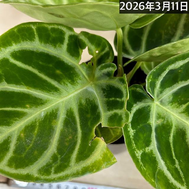 訳あり】アンスリウム クリスタリナム ドラヤキ 3号硬質ポット(個体
