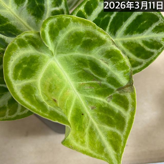 訳あり】アンスリウム クリスタリナム ドラヤキ 3号硬質ポット(個体