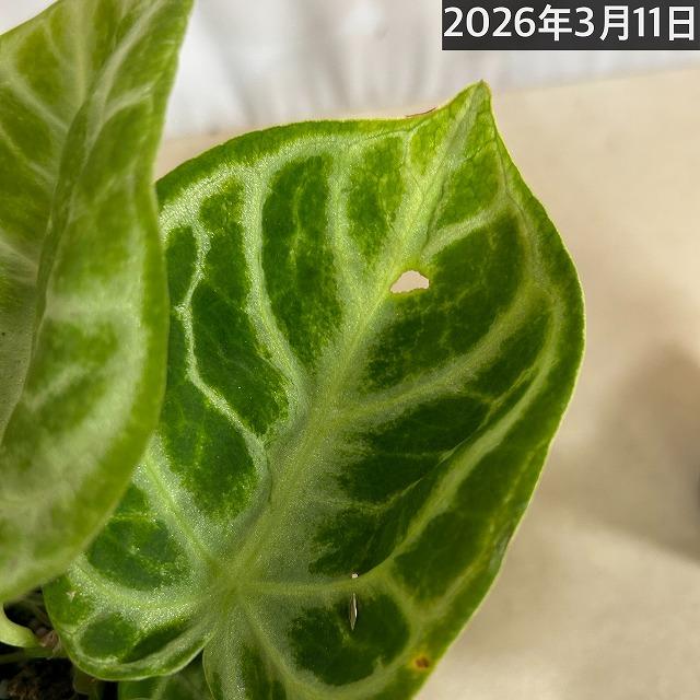 訳あり】アンスリウム クリスタリナム ドラヤキ 3号硬質ポット(個体