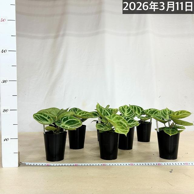 訳あり】アンスリウム クリスタリナム ドラヤキ 3号硬質ポット(個体