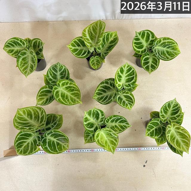 訳あり】アンスリウム クリスタリナム ドラヤキ 3号硬質ポット(個体