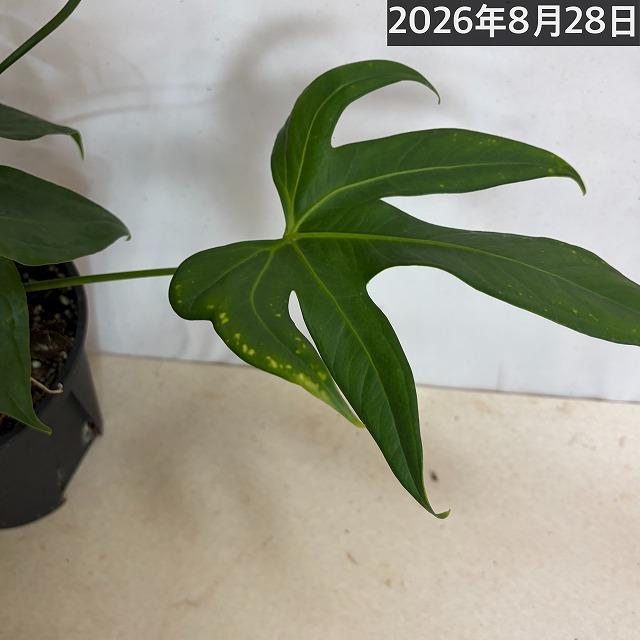 希少種 アンスリウム ペダトラジアタム※葉傷みあり 5号スリット鉢(個体