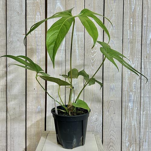 希少種 アンスリウム ペダトラジアタム※葉傷みあり 5号スリット鉢(個体
