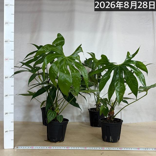 希少種 アンスリウム ペダトラジアタム※葉傷みあり 5号スリット鉢(個体