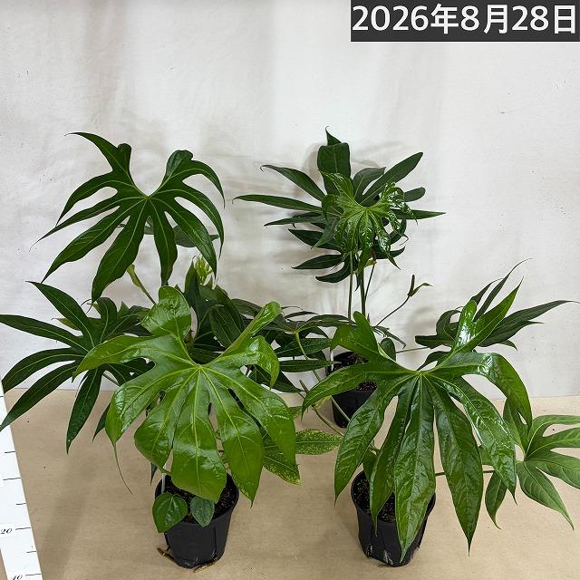 希少種 アンスリウム ペダトラジアタム※葉傷みあり 5号スリット鉢(個体