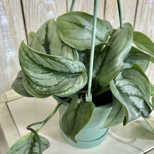 観葉植物 【葉傷みあり】スキンダプサス シルバーヒーロー 3.5号吊り鉢