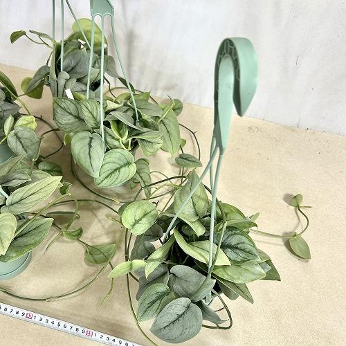 観葉植物 【葉傷みあり】スキンダプサス シルバーヒーロー 3.5号吊り鉢