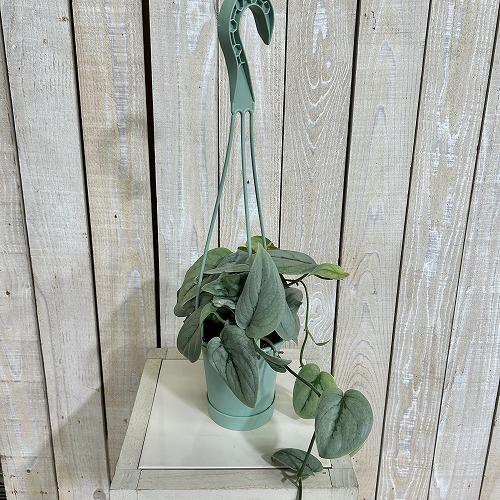 観葉植物 【葉傷みあり】スキンダプサス シルバーヒーロー 3.5号吊り鉢