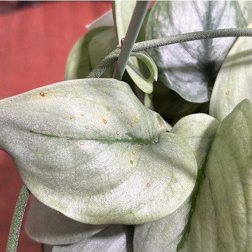 観葉植物 【葉傷みあり】スキンダプサス シルバーヒーロー 3.5号吊り鉢