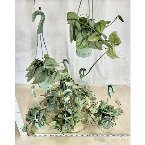 観葉植物 【葉傷みあり】スキンダプサス シルバーヒーロー 3.5号吊り鉢