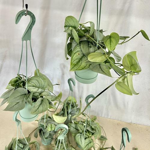 観葉植物 【葉傷みあり】スキンダプサス シルバーヒーロー 3.5号吊り鉢